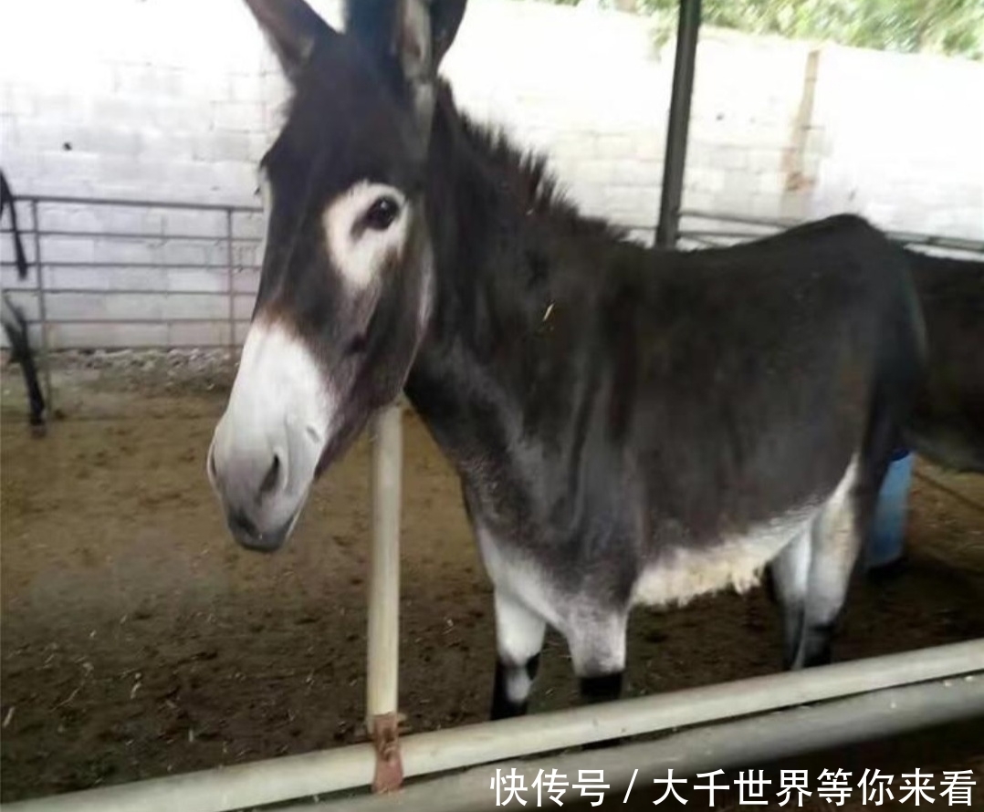  [利润]五个特种养殖项目，成本低利润高，是致富的最佳选择