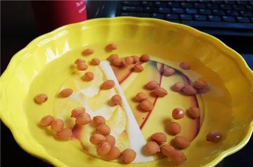 「增加光照」这水果太贵了，吃完留下核，还能种盆栽！