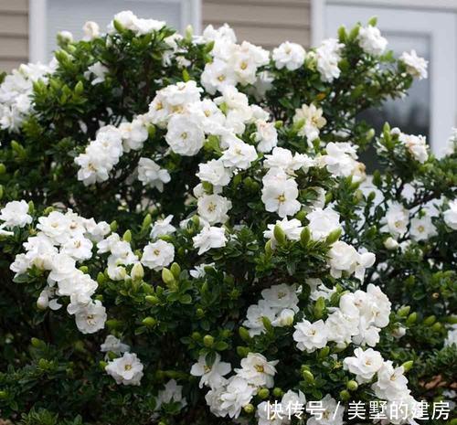  家里■家里养花选它，养20年都不黄叶，开花香一辈子，养成传家宝！