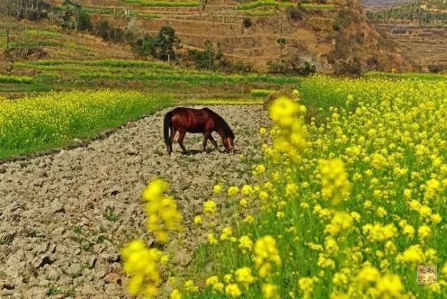 中国最美的油菜花海,油菜花逐渐“染黄”了神州大地