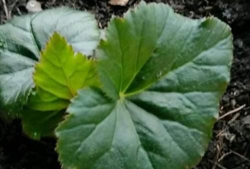  「扦插繁殖」这6种花不用买，叶子插土里就生根，长出小株苗