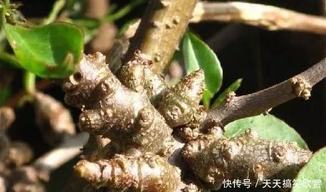 农村这种野草，过去农民用来喂猪，如今价值珍贵，晒干卖300一斤