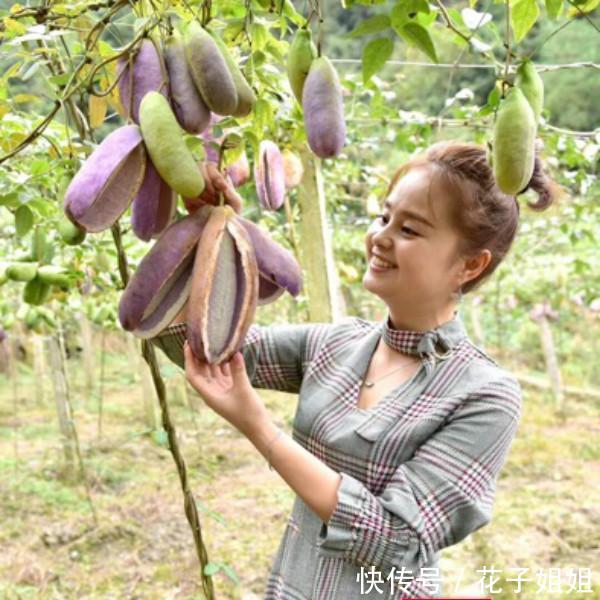  #肖世江#果树变盆栽 永顺灵溪镇八月瓜种出新“境界”