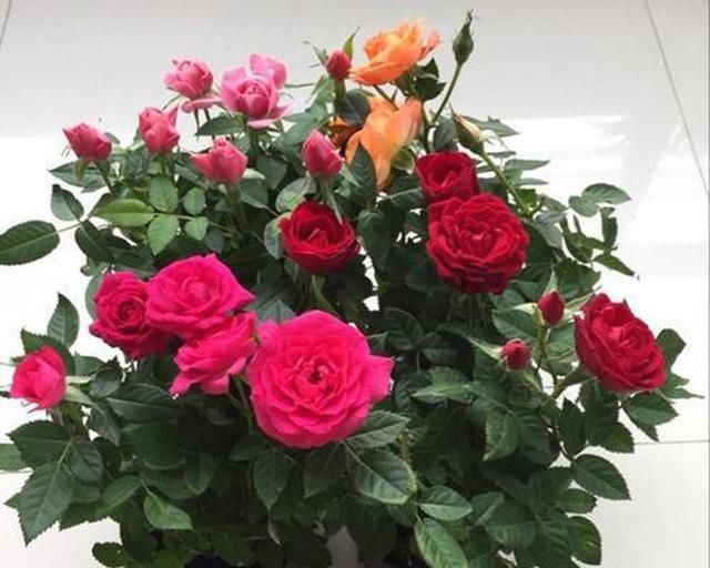 家里■家里有这“4种花”,4月多晒一晒,叶片绿、开花旺,植株抗性强!