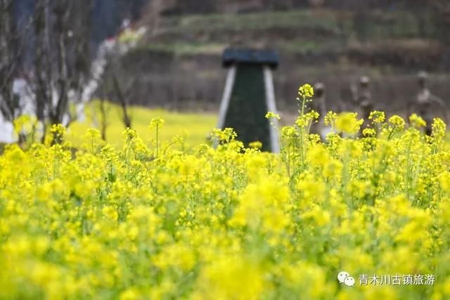 汉中青木川，油菜花已经开了!