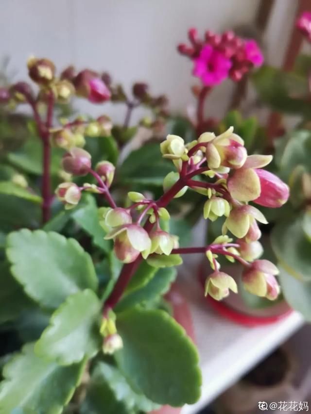  开出漂亮■阳春三月，出门踏青，原来有这么多漂亮花！