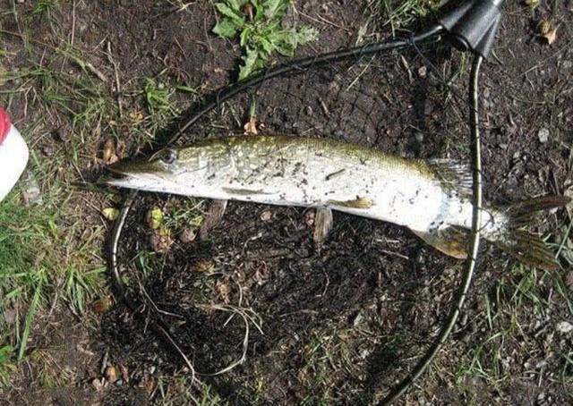  贪婪@新疆钓狗鱼，生性粗暴贪婪，一天可以吃掉和自己体重相当的