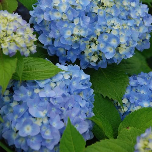  『植物』10人9爱的这些盆栽，老婆一口气买三盆，吸湿气除异味特管用