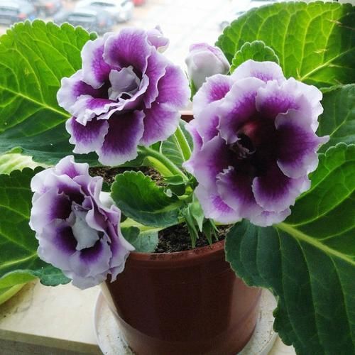  『入手』超好养的盆栽花，叶插就能活，花期达七个月，花色美丽，值得入手