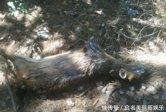  钓友：钓友深潭中发现野物落水，网友：里面“阴气”太重没有鱼