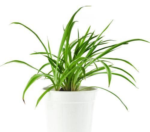  「旺盛」春季绿植管理方法和种植很关键，做好3个方面让绿植旺盛生长