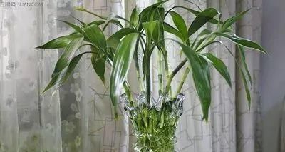 『寓意』6种寓意好的花，剪根枝就能活，年年爆盆不操心！