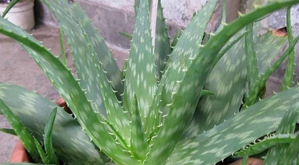  『中华芦荟』种植芦荟不光价值高,而且还有这些功效的,你们知道吗