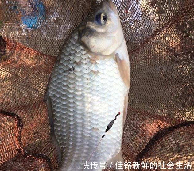 「春天」春天什么天气鱼口最好老钓友建议,选什么天气都别选大晴天