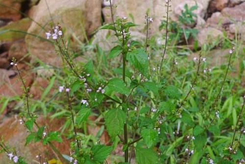 这草在农村里遍地可见，别称是痱子草，如今药用价值不容小觑
