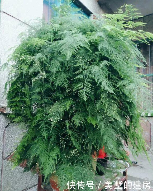  [抗旱能力]老花匠妙招，养绿萝文竹喂点阿司匹林，嗖嗖冒新芽，根儿挤破盆！