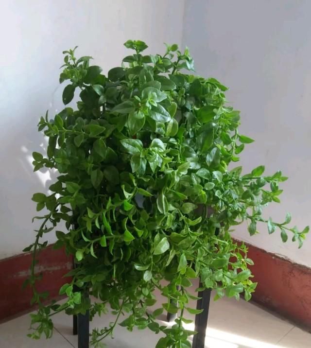  枝条：牡丹吊兰爆盆快,赶紧剪点枝丢土里,还能长一大盆,开出朵朵红花