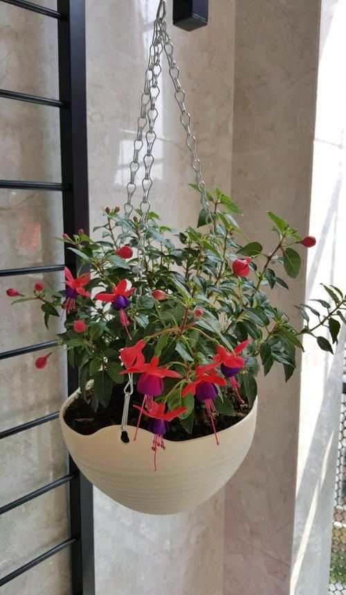  「金凤」养菊花，就养盆“名贵菊花”，花开“金凤毛刺”，如金凤起舞