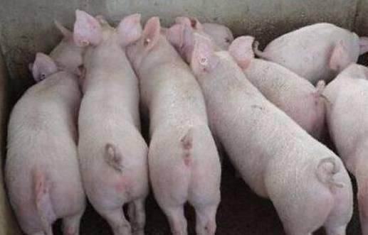  「取消」取消生猪禁养限制，对猪肉价格有啥影响？猪价能否回归