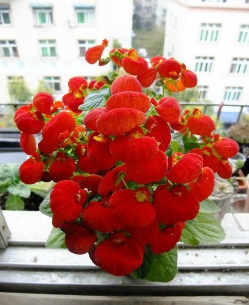  【阳台】庭院选这几款花，花姿妖娆，花开香飘溢满屋，阳台变温馨花园