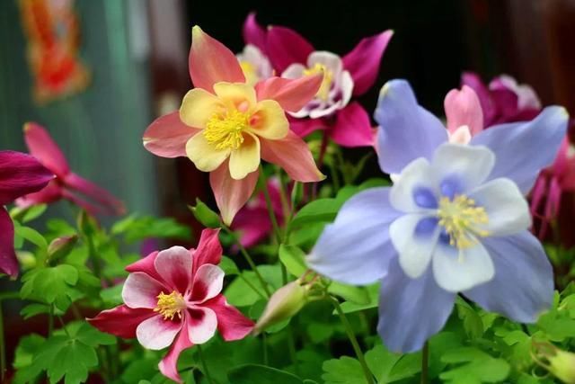  长达：这花名字土掉渣，开花却特美，花期长达3个月