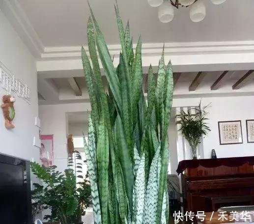 『犯错』虎皮兰“浇水”别犯错,咋养咋活,一盆变成十几盆,叶肥厚窜芽快