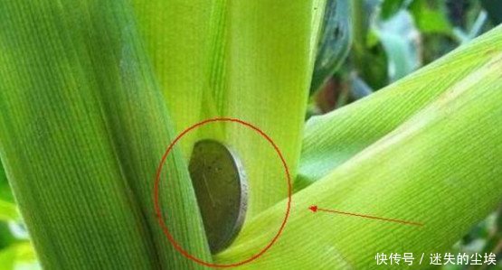 农村女子收玉米，无意间发现一个硬币，紧接着还意外发现百元大钞