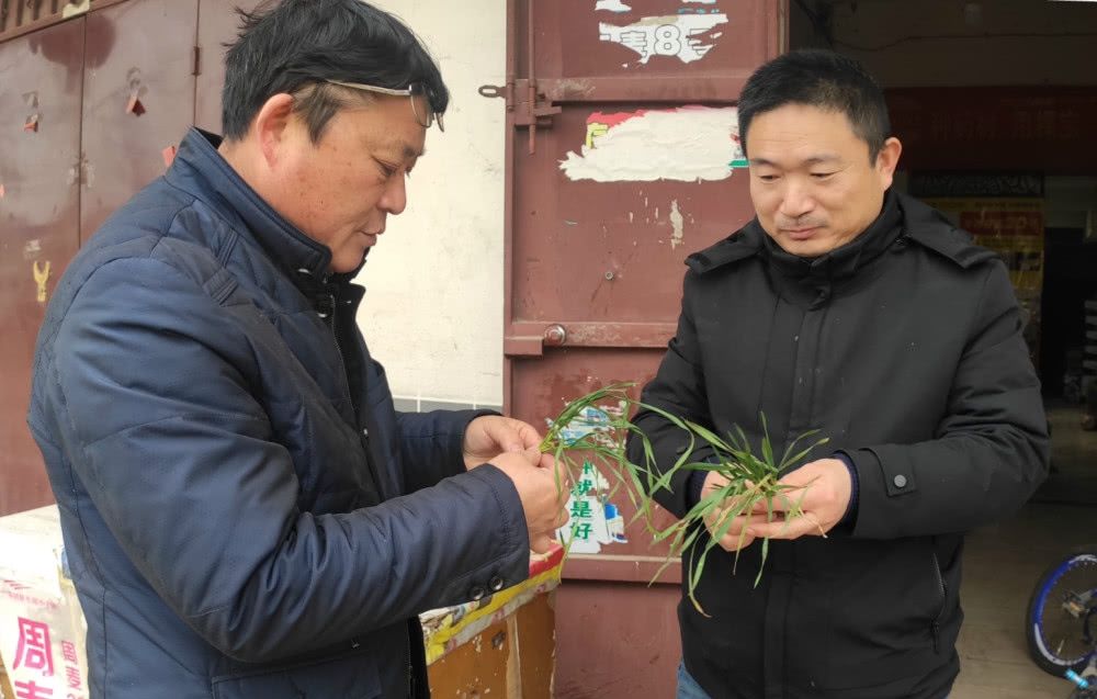  「返乡」农民打工返乡，田间小麦发黄，怀疑肥料有问题，农技专