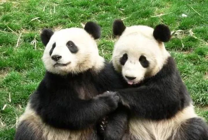 成都与重庆，谁才是中国西南的枢纽?