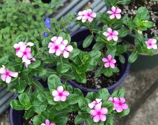 【耐热】3种花很好养,耐热耐晒又耐旱,夏天也能开爆盆,家里养出小花园