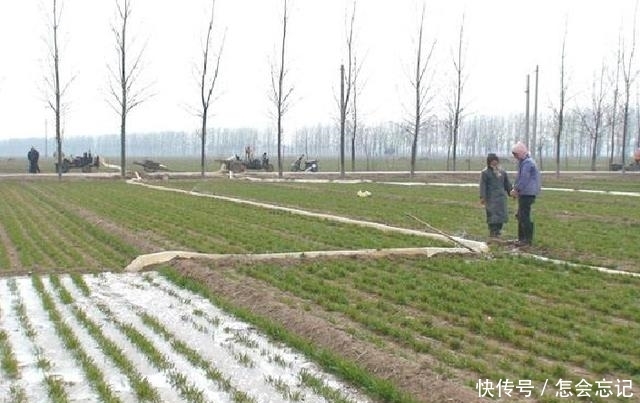 农村此种竹子种了不用去卖，照样年赚几十万，真是懒人也能赚大钱