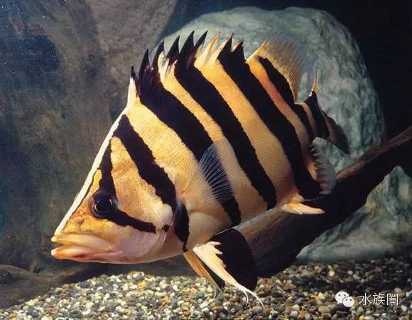 虎鱼 奇异宠物