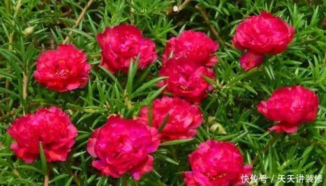  [图片作者]15种超级好养的花，不死鸟居然不是第一，“养花杀手”们试一试吧