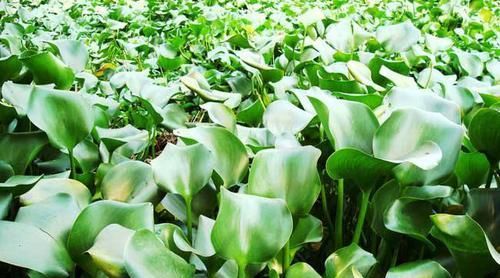 「人称」一种开白花的植物,价值很大,人称“凤眼蓝”,却常被当杂草