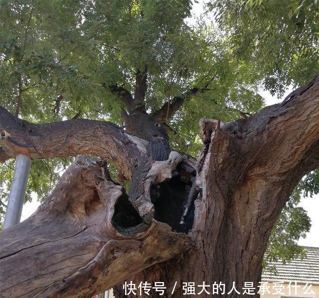 这个村庄有一棵300多岁的玉树，只长皮不长肉，人们都来膜拜