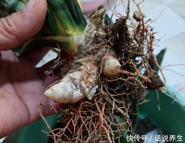 「穿破」虎皮兰不长新芽春天埋上2种肥,“钢芽”穿破盆