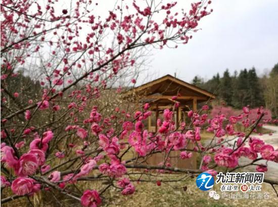 知否？知否？山水武宁梅花绽放，暗香浮动惹人醉