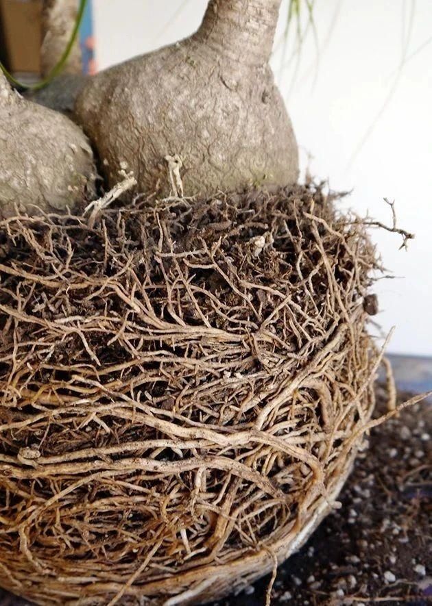  「盆栽」家里养酒瓶兰盆栽，叶子全部低垂，一两个月不浇水都没问题