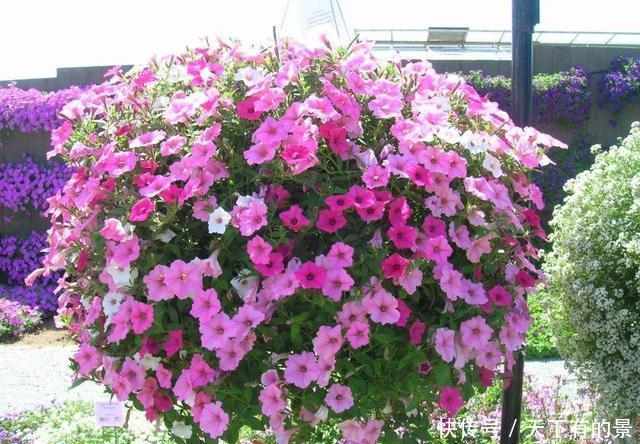  「植物」这3种植物最怕长得太旺盛，要及时修剪，剪得越秃越好