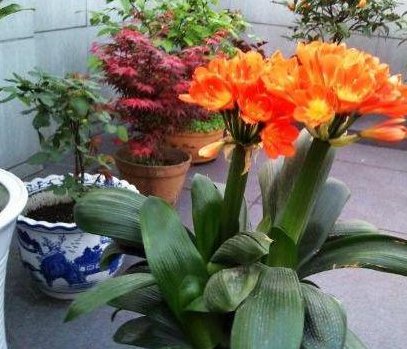  变更■给君子兰喂点“过期药”，纹路变更深，能摸到叶片的“小凸起”！