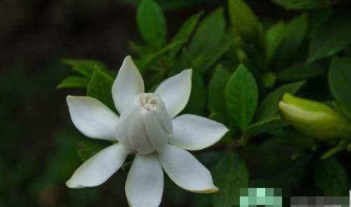  冒满■栀子花黄叶别着急，用了这种方法，轻松解决，叶子油绿，冒满花