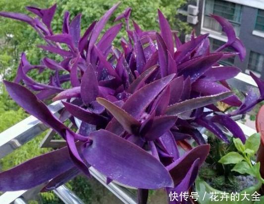  [开花]养花就选紫竹梅，好养易爆盆，叶子比花还要美！