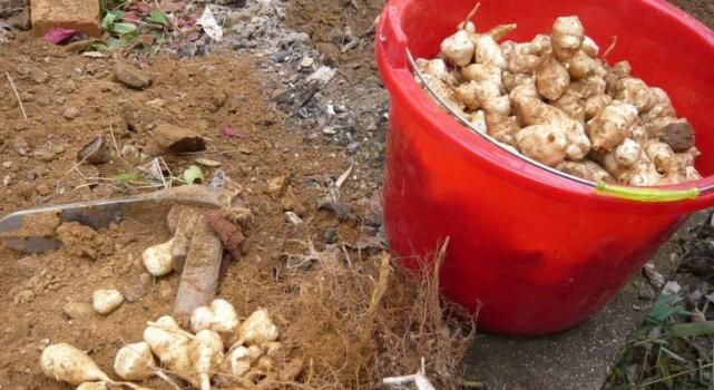 农村产量最惊人的蔬菜，随便找个地方就能种，几颗够一家人吃一年