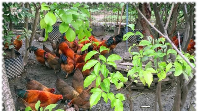  创业者@农村年轻人能出人头地吗？ 乡村振兴战略的实施，需要很