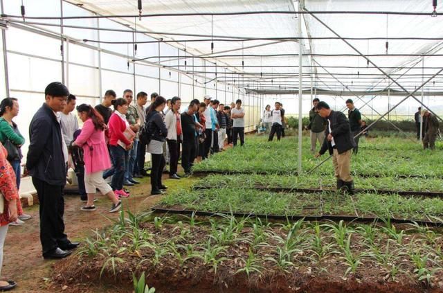  「白芨」亩产500斤，市场一斤能卖60元，农民却不愿种植？