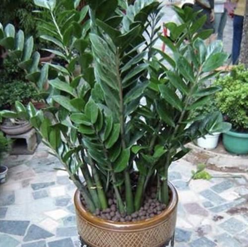  转运■3种“室内植物”，被称为“转运树”，养在家寓意好，还能观赏！