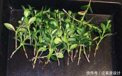  「技巧」它比金边吊兰漂亮，1个修剪小技巧，长势快，开花不断，花繁叶茂