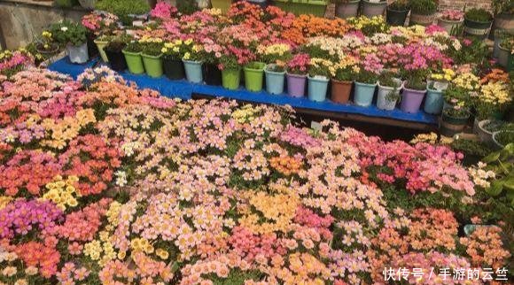  #懒人#阳台养几盆“懒人”花，个个花枝招展，一个月不浇水，也能猛开花