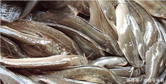 小镇被泛滥物种入侵, 无奈的居民只能用吃来控制泛滥