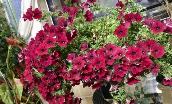  「成花」此花，每一个藤条上都可以长出来数不尽的小花苞，花苞开放成花。